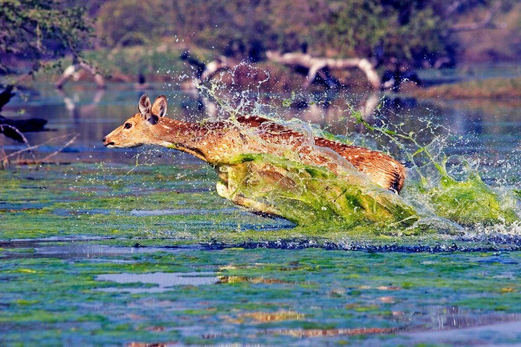 Indian national parks and wildlife sanctuaries tripowe