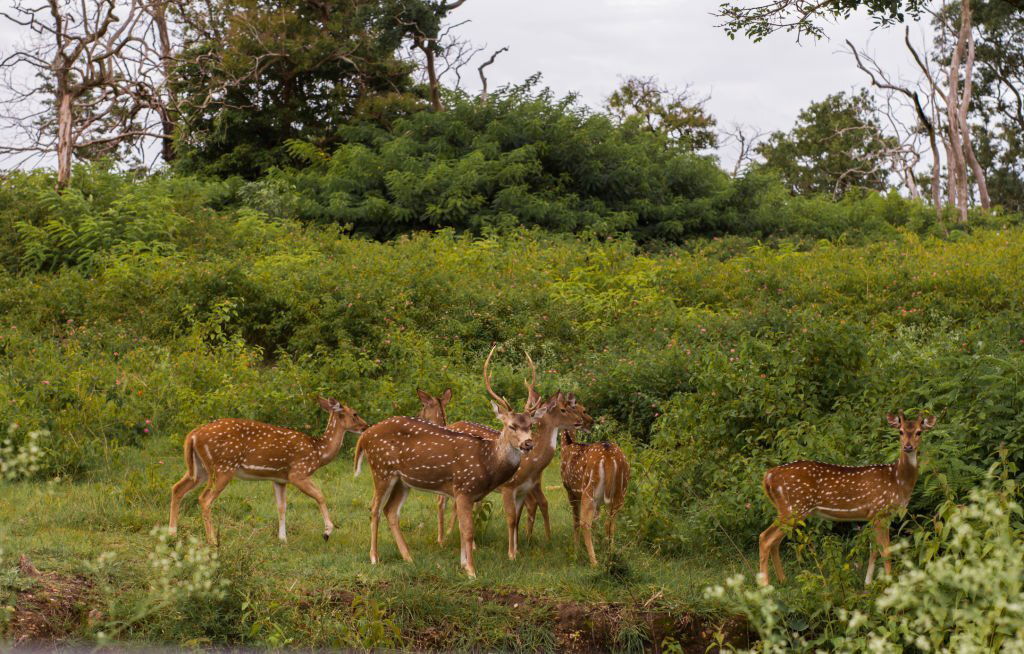Indian national parks and wildlife sanctuaries tripowe